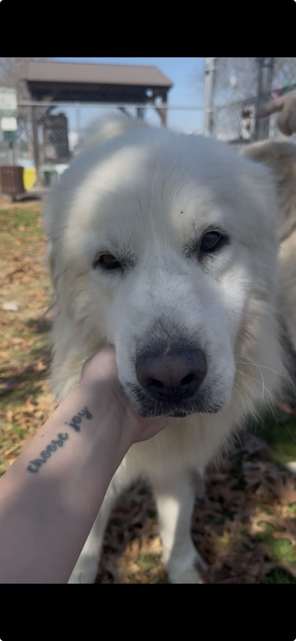 Teddy Fluff